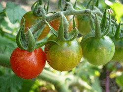 Заготавливаем семена помидоров