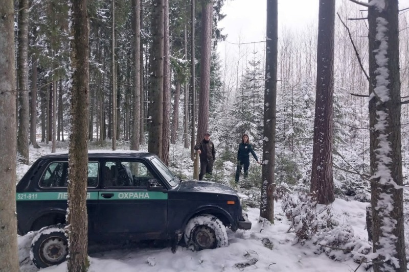 В лесах Калининградской области в преддверии новогодних праздников усилена охрана хвойных насаждений