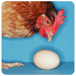 В нашем районе обнаружены трихинеллёз и сальмонеллёз – острейшие заболевания,подцепить которые можно, поев необработанные куриные яйца, домашнюю птицу или мясо дичи