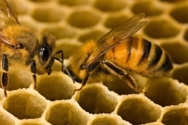 - Зачем пчелам нужен мед?
