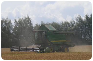 Калининградская область входит в тройку лидеров по урожайности зерна в России