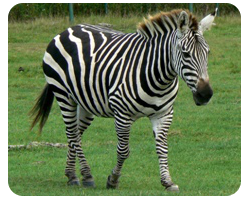 Зебра - африканская лошадка с полосатым узором на теле, который состоит из черных полос на белом фоне.