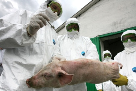 Как уже сообщала газета, в ближайшей к нашей области стране - Литве обнаружен смертоносный вирус африканской чумы свиней. Как не допустить его на нашу территорию и предотвратить эпидемию, обсуждали на заседании окружной противоэпизоотической комиссии.