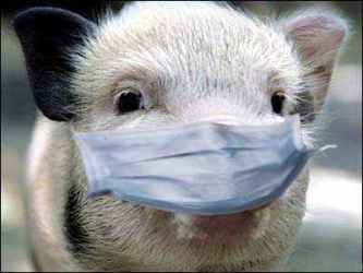 Африканская чума свиней (АЧС) - контагиозная вирусная болезнь, характеризующаяся сверхострым, острым, подострым, реже хроническим течением и большой летальностью. Болеют только домашние и дикие свиньи независимо от возраста и породы. Гибель может достигать 100%.