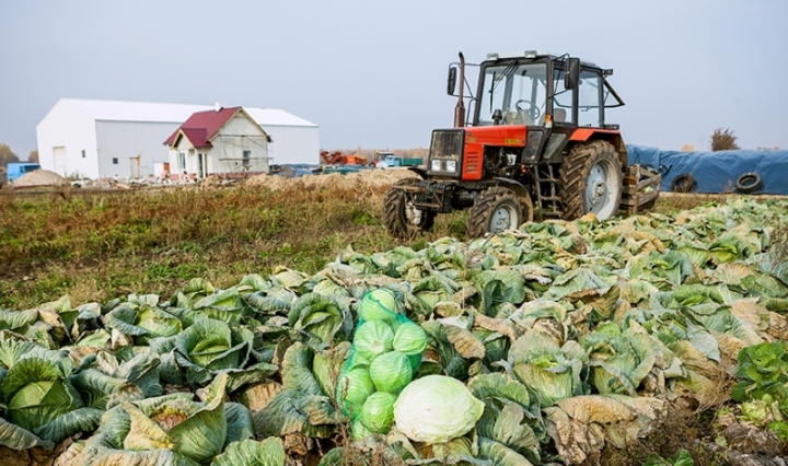Гурьевские аграрии постепенно расширяют ассортимент выращиваемой продукции и земельные площади под ней