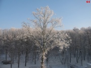 Марина Гущян
Моё дерево солнечным утром (ул. Гурьева)