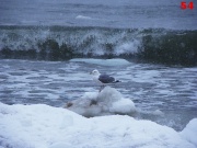 Нила Рыбникова
Чайка на льдине