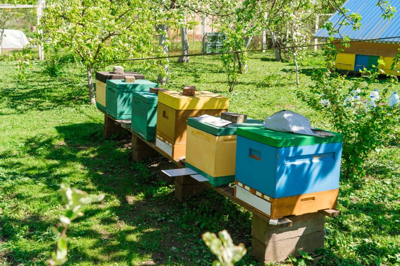 Всего на пасеке у Юрия Гришинаобитает 35 пчелиных семей, в каждой – от 3 000 единиц.Одна семья в сезон приносит 20 литров меда.Раньше было вдвое больше,но в нашем крае стало мало медоносных трав